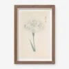 Vintage Japanese Iris No. 44 Wall Art By Miyoshi Manabu