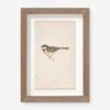 Vintage Bird Watercolor No. 76 Wall Art By Visual Contrast