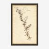 Herbarium F Wall Art