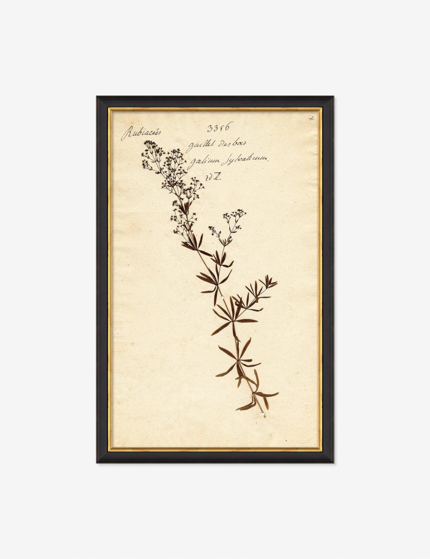 Herbarium F Wall Art 1 Herbarium F Wall Art